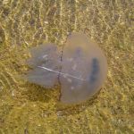 медуза - природный фильтр