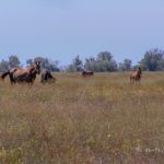 Kinburn's wild horses