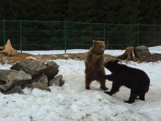 Бурые медведи на ринге