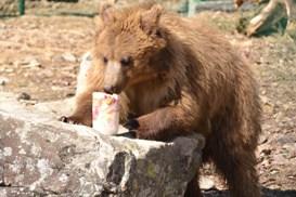 Обед у бурого медведя