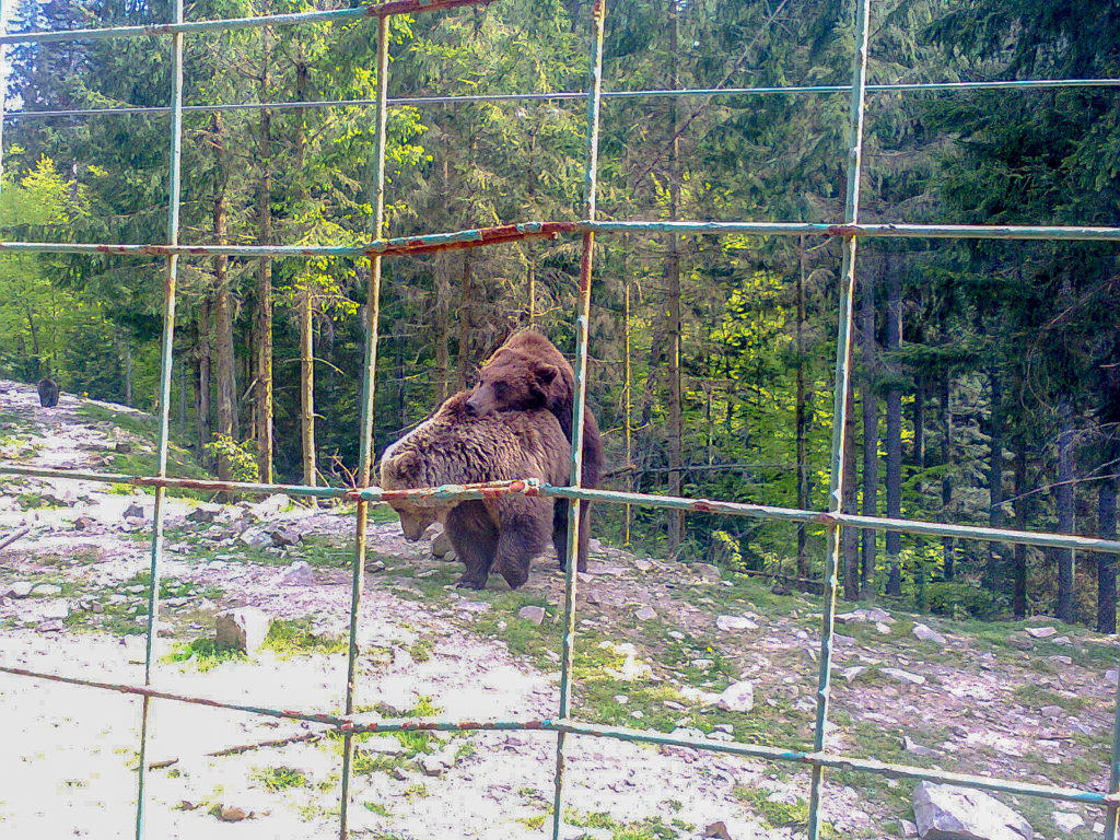 Центр реабилитации бурых медведей, в Карпатах