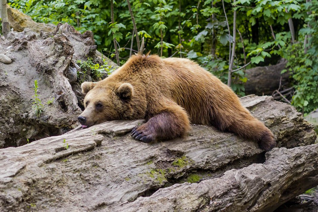 Сон у бурого медведя