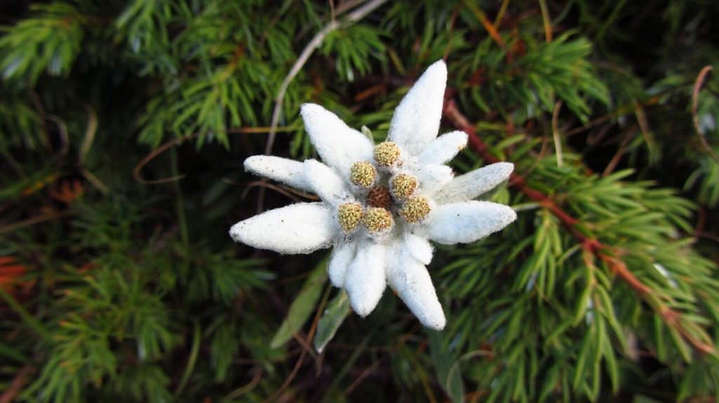 Шовкова квітка едельвейс