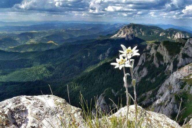 Едельвейс квітка – біла зірка Карпат