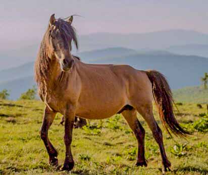 Гуцульські коні (Гуцулик)