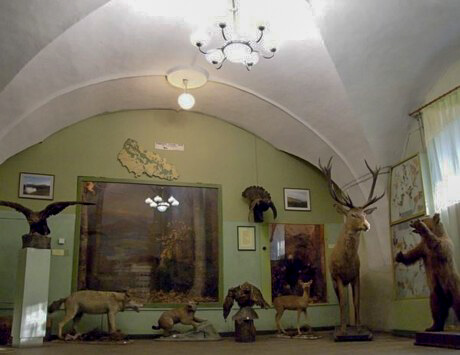 Stuffed animals. Transcarpathian Museum of local lore