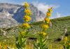 Лікарська рослина тирлич жовтий Тирлич жовтий на високогірних полонинах в Карпатах