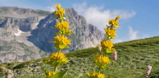 Лікарська рослина тирлич жовтий Тирлич жовтий на високогірних полонинах в Карпатах