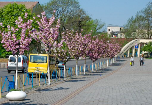 Цвітіння сакури в Іршаві