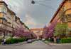 Цветочный рай в Ужгороде Ужгородские сакуры