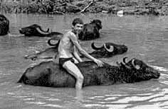 Велятинські буйволи в радянські часи
