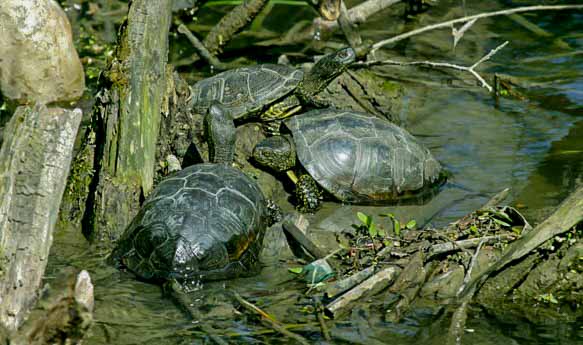 Закарпатські болотяні черепахи