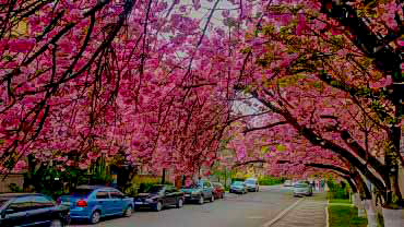Sakura blossoms in Uzhgorod