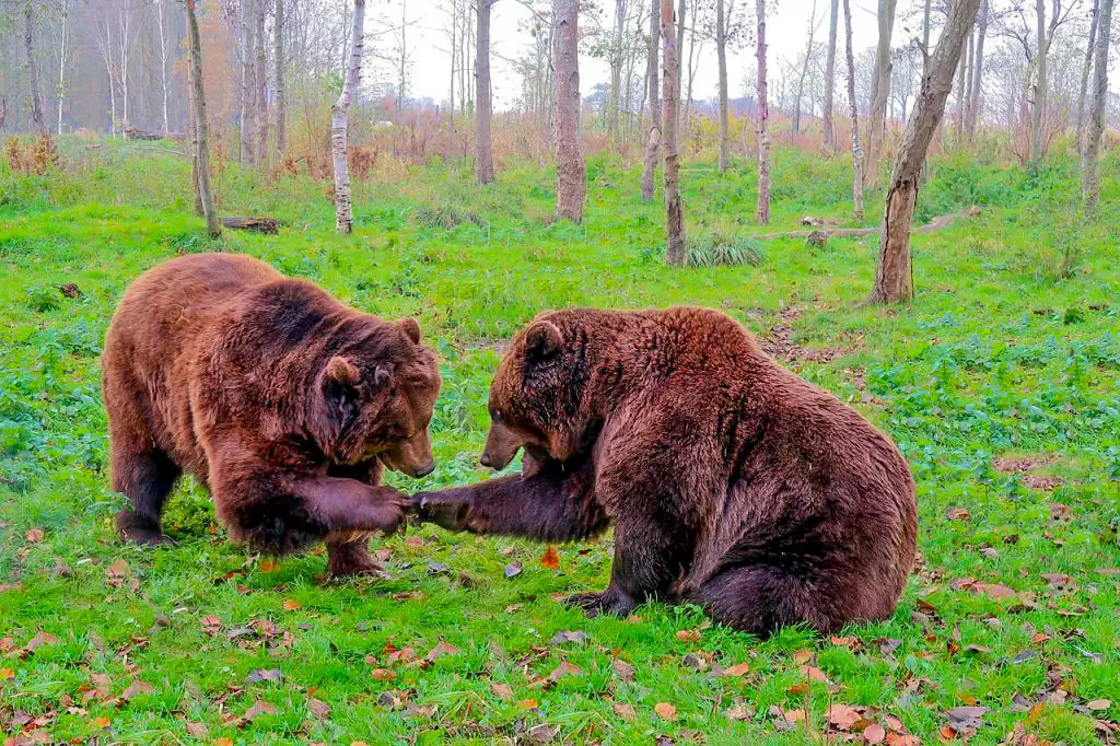 Дружба бурих ведмедів