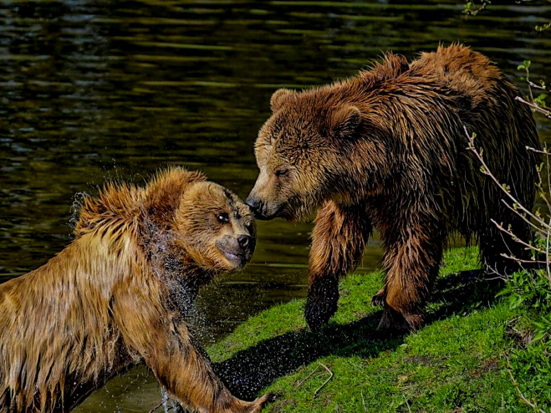 Бурі ведмеді біля озера