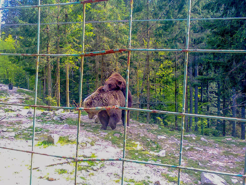 Центр реабілітації бурих ведмедів в Карпатах
