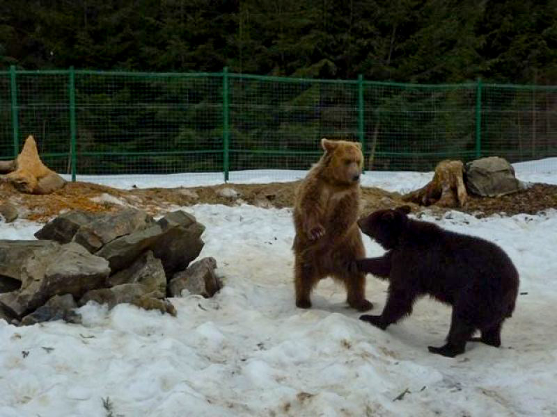 Ведмеді на ринзі