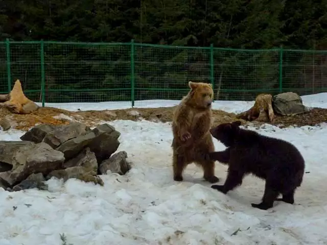 Ведмеді на ринзі