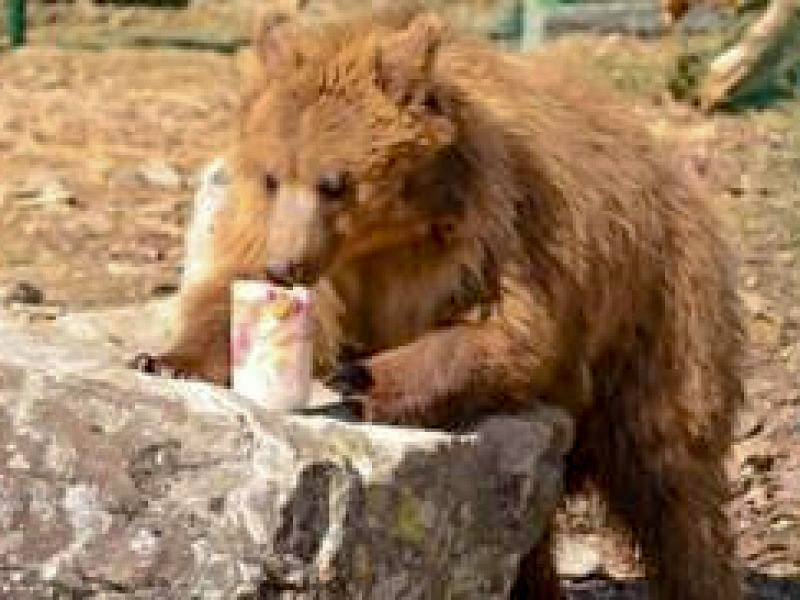 Обід ведмедя