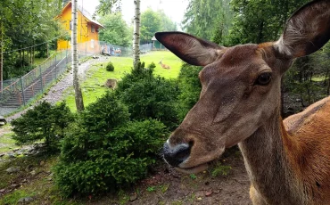Міні-зоопарк в Яремче «Вольєрне господарство Карпатського національного природного парку»