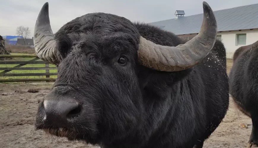 Буйволина еко-ферма «Райський куточок»