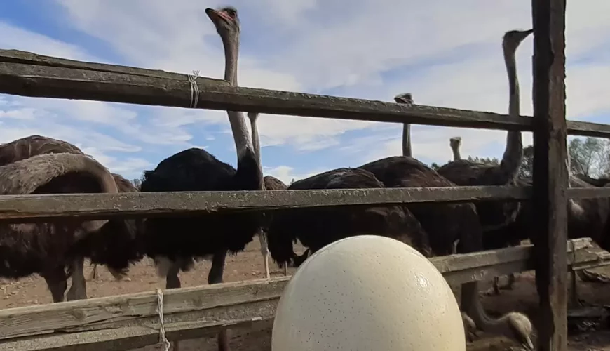 Страусина ферма у Хусті