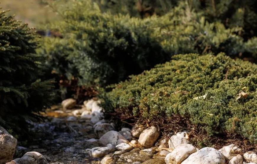 Готель «Лісова казка»