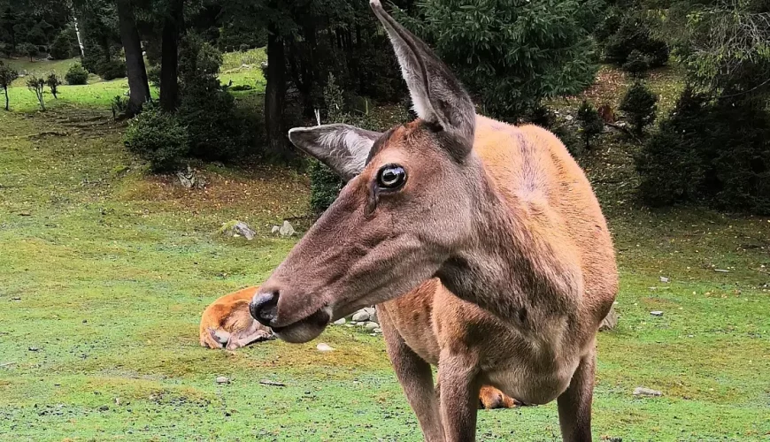 Міні-зоопарк «Вольєрне господарство Карпатського національного природного парку»