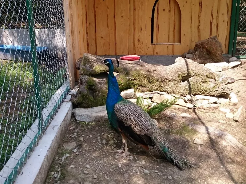 Міні-зоопарк «Вольєрне господарство Карпатського національного природного парку»