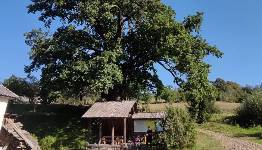 Дідо-дуб у селі Стужиця