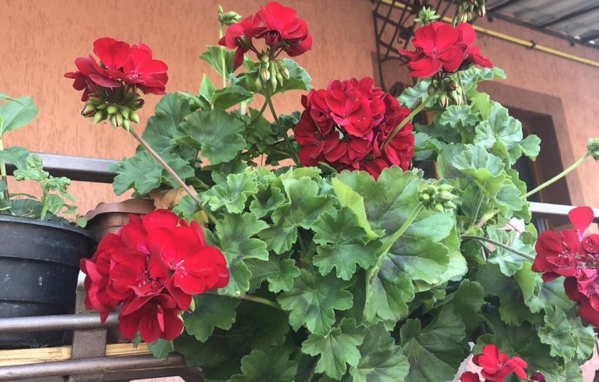 Вілла «Писанка»