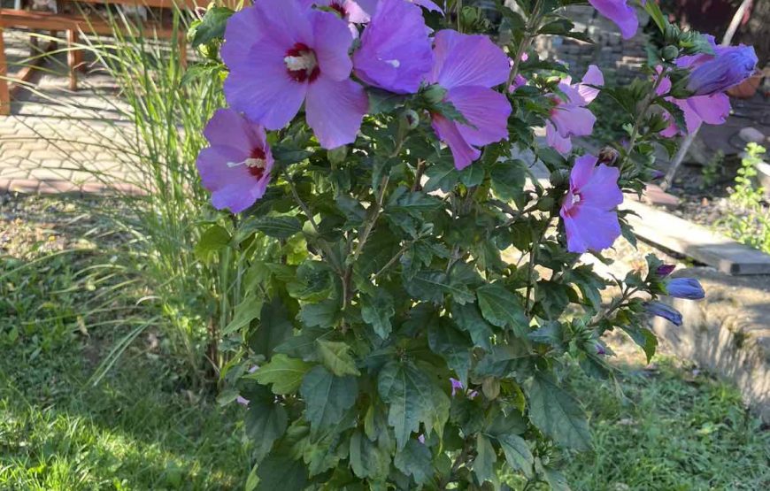 Вілла «Писанка»