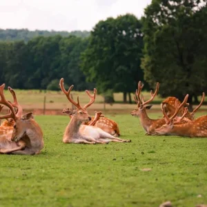 Дитячий тур з Ужгорода на екоферми Закарпаття