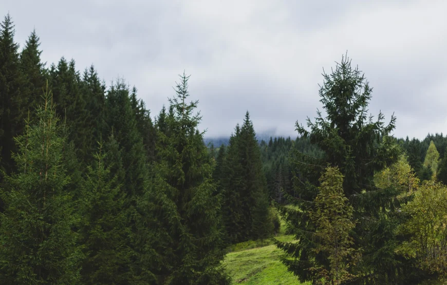 SPADOK Forest Villas — оренда будинку біля Синевиру на 10 осіб