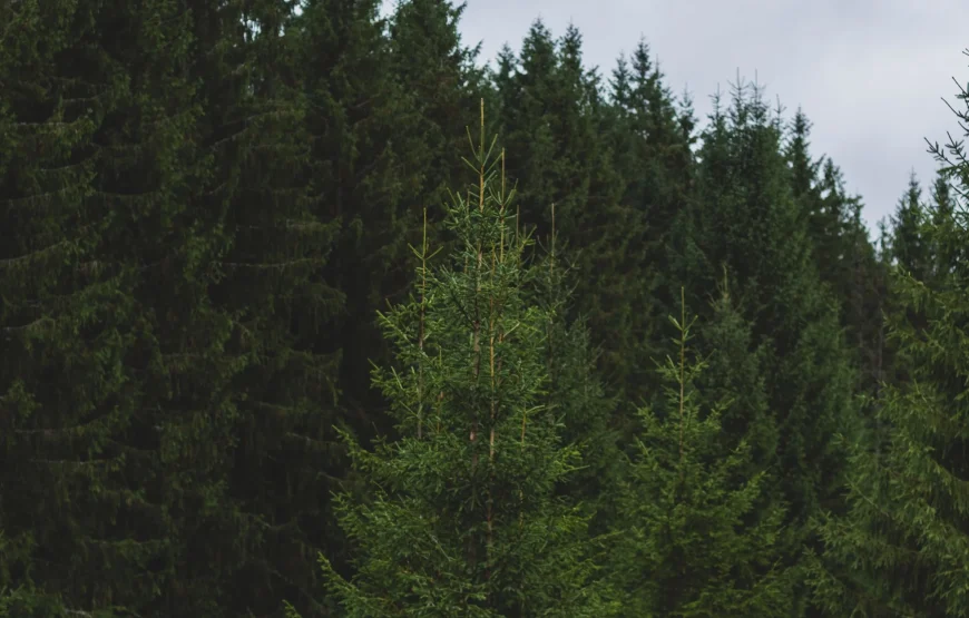 SPADOK Forest Villas — оренда будинку біля Синевиру на 10 осіб